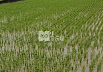 新屋社子國小旁方正農地｜桃園市新屋區社子段