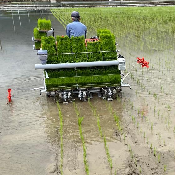 米・穀物 米 精米 令和5年度熊本県産ヒノヒカリ　白米5キロ 産地直送