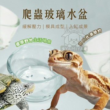 爬蟲玻璃水盆 爬蟲食盆 爬寵小物 爬蟲用品 守宮 蜥蜴 鬆獅蜥 肥尾守宮 水盆 兩棲水盆 餵水 美【亞米屋Yamiya】
