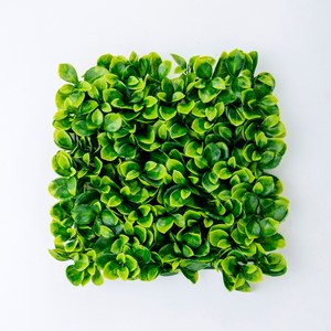 Green Hero 蘋果葉草皮