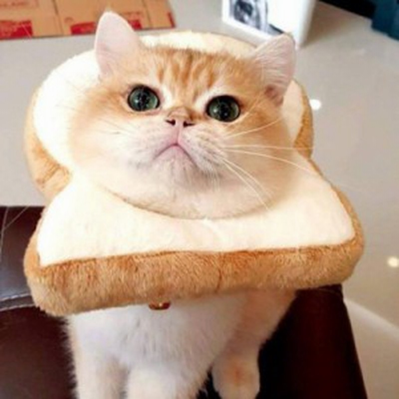 犬猫用帽子 猫 かぶりもの パン トーストブレッド 猫用 犬用 ペット用帽子 猫被り物 ペット用 猫用帽子 可愛さ100倍 ネコ コスプレ キャ 通販 Lineポイント最大1 0 Get Lineショッピング