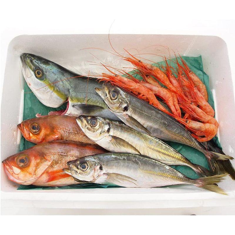 能西水産 能登産鮮魚おまかせセット 小 2?3種類