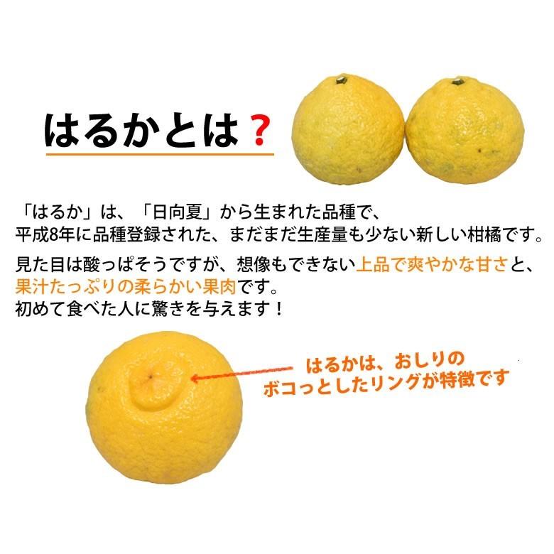 はるか みかん 10kg 箱込（内容量9kg＋補償分500g) 送料無料 訳あり 無選別 熊本県産 はるかみかん ミカン 蜜柑