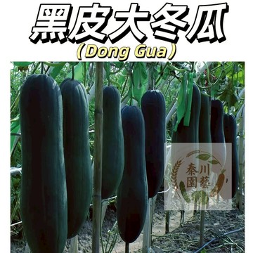 嘉儀現貨（黑皮大冬瓜種子）滿地爬小冬瓜毛節瓜香芋冬瓜粉皮大冬瓜黑皮冬瓜冰川冬瓜四季陽台高產早熟蔬菜好癢易活型種子