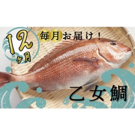 ふるさと納税 定期便 魚 12回 タイ 鯛 1匹分 刺身用半身 皮なし×2パック 頭付き ブランド 乙女鯛 鮮魚 刺身 鯛めし 高知県 須崎市  鯛 鯛飯.. 高知県須崎市