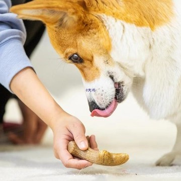 貴為狗狗玩具磨牙棒鹿角幼犬耐咬寵物獨處自嗨啃咬解悶