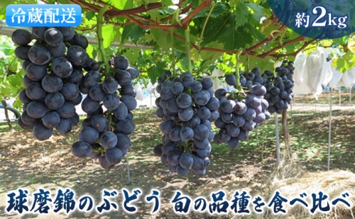 錦の ぶどう 食べ比べ セット 約2kg 配送不可 離島