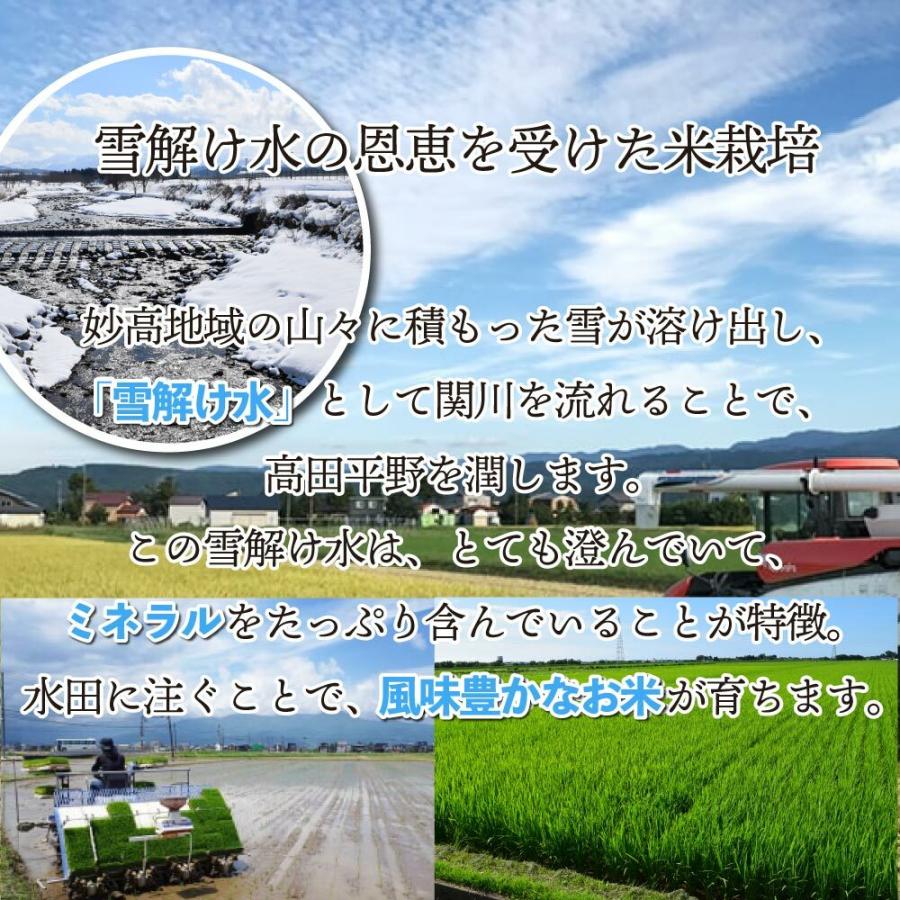 480円クーポン 新米 令和5年 5kg 新潟産 コシヒカリ 米 こしひかり