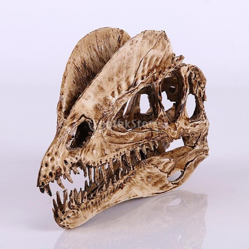 brand 1/3スケールの恐竜ディオフォサウルス樹脂頭蓋骨モデル