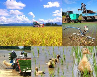 新潟県産ＪＡＳ有機栽培米コシヒカリ　玄米５ｋｇ