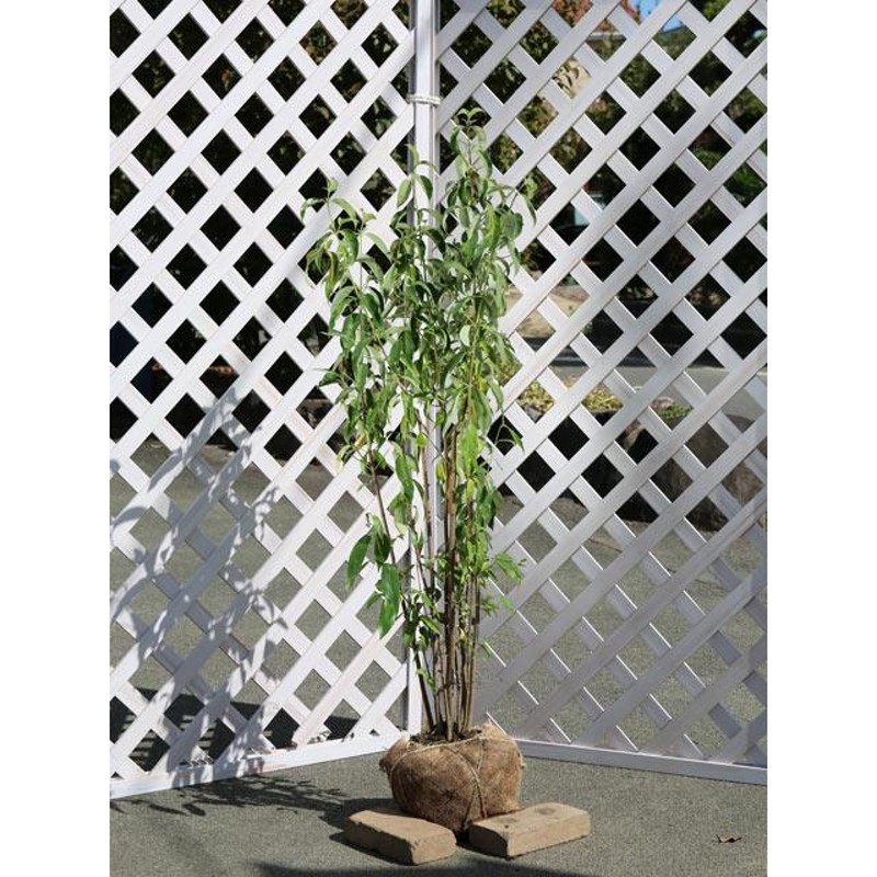 株立 ヤマコウバシ 樹高3.0m 岡山 【公式通販】