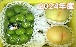 岡山県産 白桃とシャインマスカットのセット（令和６年7月以降発送）