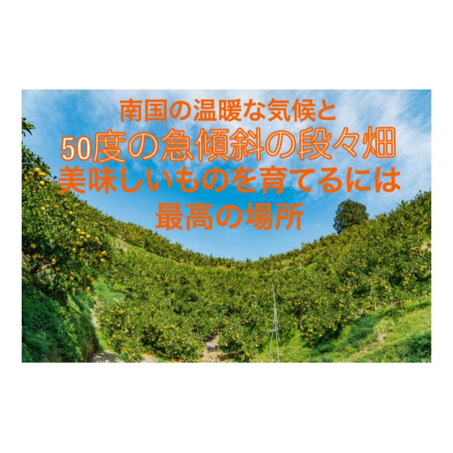 厳選 園主こだわり土佐文旦7kg大玉（大玉12玉〜16玉)  果物 くだもの 柑橘 カンキツ ギフト