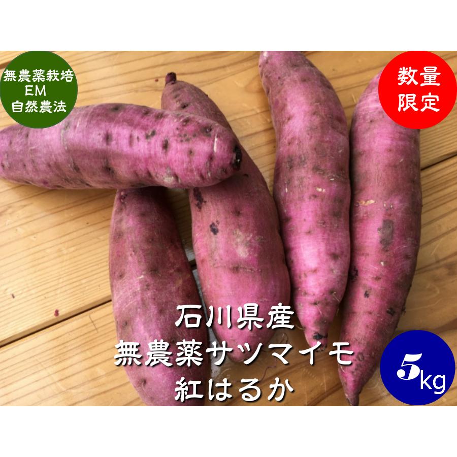 無農薬 EM農法 わけあり 紅はるか（さつまいも）１袋5kg サツマイモ