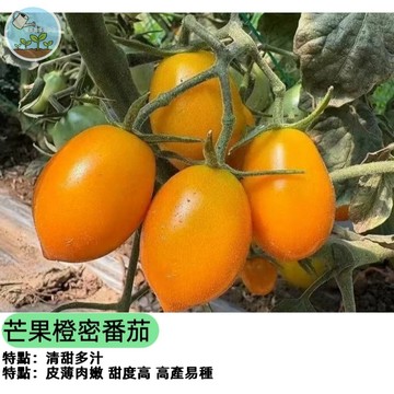 🥭【芒果愛好者必買】芒果橙蜜番茄種子 水果級小番茄 橙黃色果實 高甜多汁 陽台盆栽可種 生吃沙拉 家庭採收樂趣