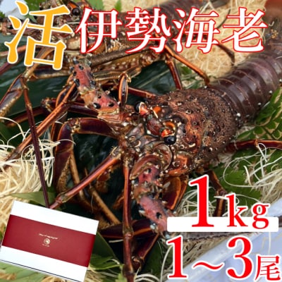 室戸市産活伊勢海老　1kg　レシピ、軍手、キッチンバサミ付き　伊勢海老1000g