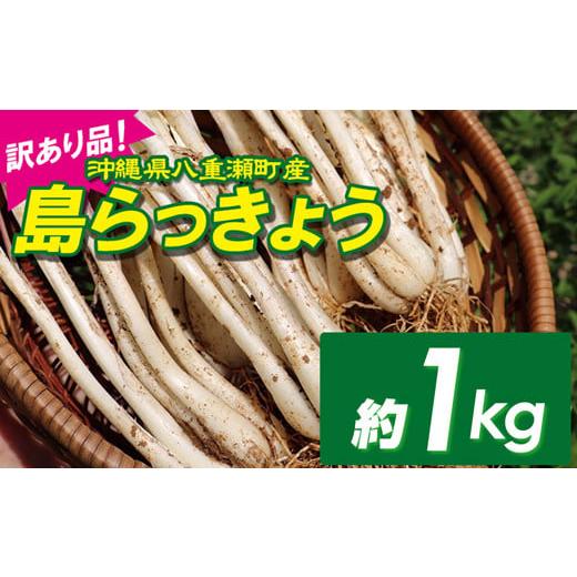 ふるさと納税 沖縄県 八重瀬町 沖縄県八重瀬町産　島らっきょう約1kg