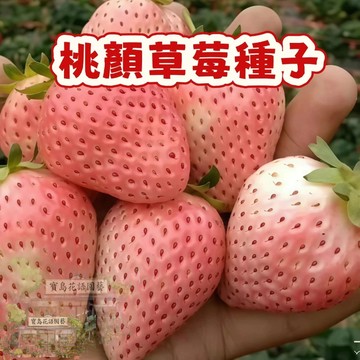 🍓草莓種子 【 桃顏草莓種子】陽台庭院盆栽植物種子  四季種植當年結果  精選高發芽率95% #Strawberr