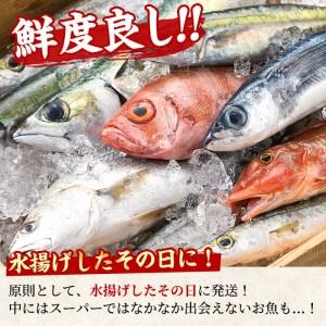 ふるさと納税 ＜定期便・全2回(2月・3月)＞「冬の鮮魚BOX」朝獲れ発送！鮮魚問屋が厳選したおまかせ鮮魚(約2kg程度×2回)【.. 鹿児島県東串良町