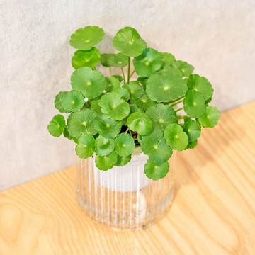 金錢草 錢幣草 免澆水盆栽 室內植物 觀葉植物  禮物 辦公室小物