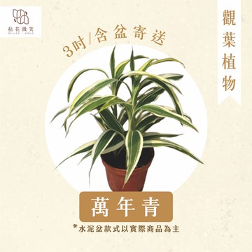 【拈花微笑】萬年青｜3吋｜觀葉植物｜四季常青｜寓意吉祥｜觀賞性佳｜質感盆器｜含盆寄送