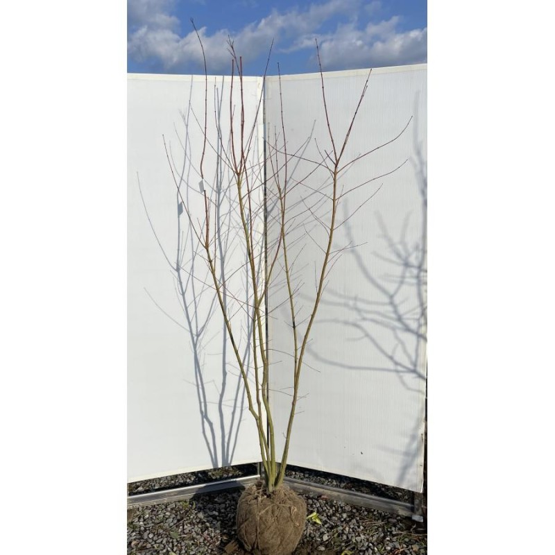 山採り　アオダモ　ヤマモミジ　混合株 専用山採り アオダモ ヤマモミジ 混合株 コハウチワカエデ