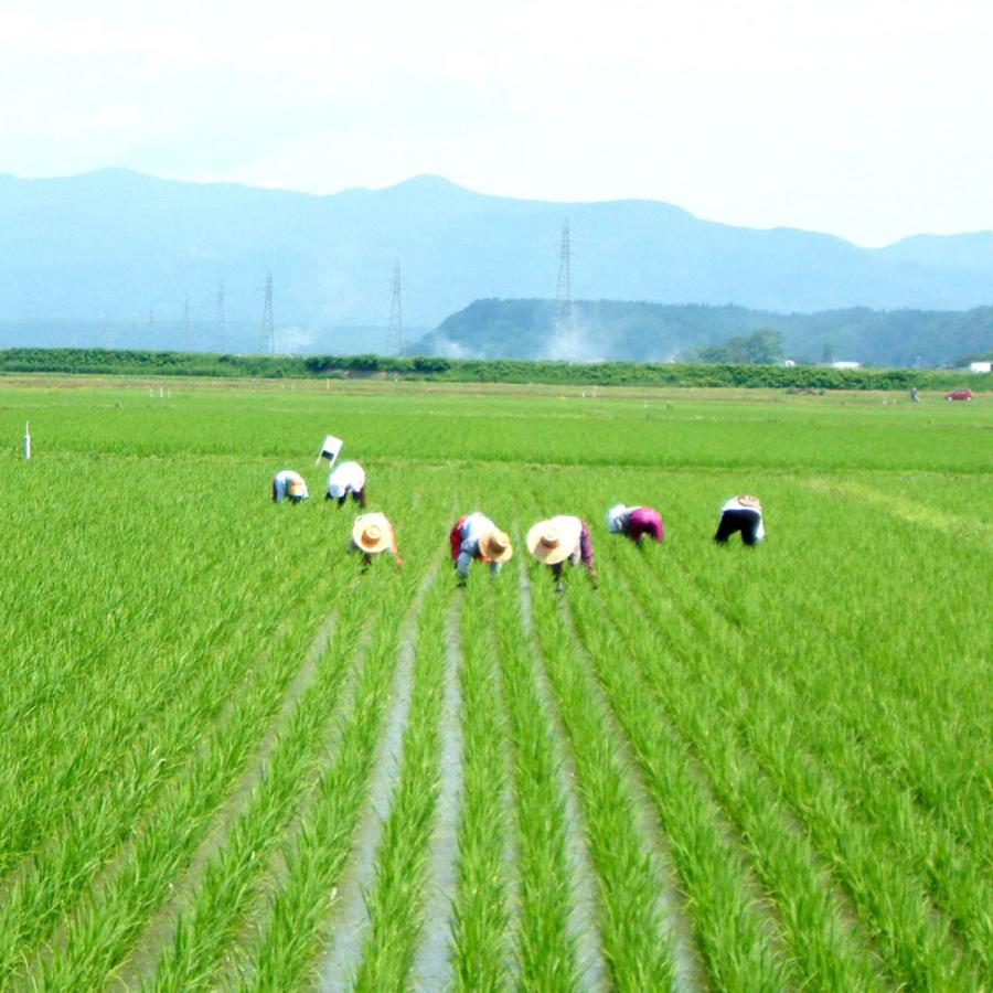 米 白米 10キロ つがるロマン お米 自然純米 青森県産 無農薬 有機栽培 有機米