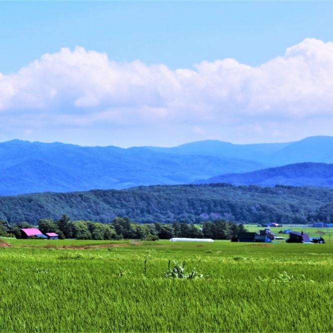 ゆめぴりか 北海道産 5kg 令和5年産 白米