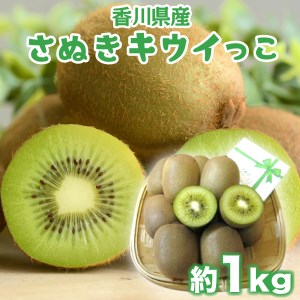 年内発送 さぬき キウイっこ 約1kg キウイ フルーツ 香川 キウイ さぬき市 キウイ 12月出荷 キウイ 年内最終28日 キウイ