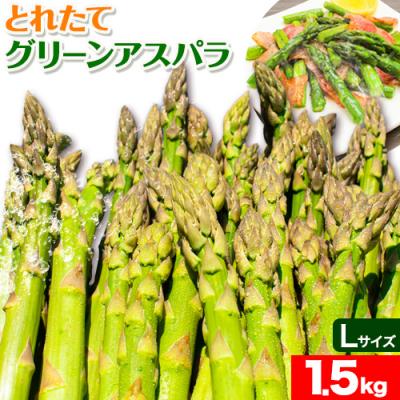 ふるさと納税 当別町 市川農場とれたてグリーンアスパラLサイズ1.5kg