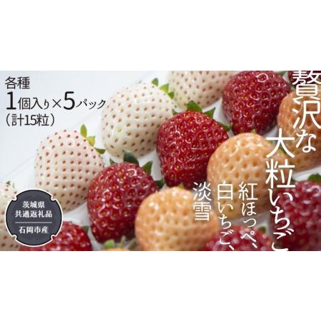 ふるさと納税 贅沢な大粒いちご 1個入り 紅ほっぺ、白いちご、淡雪 × 各種 5パック（ 計15粒 ）  （県.. 茨城県つくばみらい市