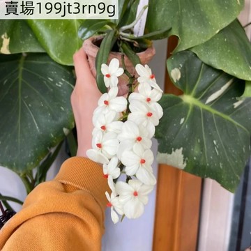 現貨🌱【一點紅風蘭種子】（250粒）🌱甜香型 花瓣晶瑩如白玉  四季懶人盆栽庭院露台種植Seed  新手好種植花卉種子