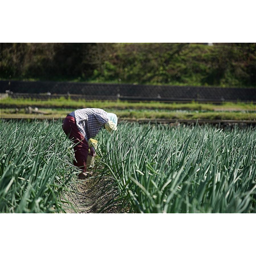 乾燥玉ねぎ　乾燥たまねぎ　３袋セット　たまねぎ　淡路島　玉ねぎ　特別栽培 　送料無料　淡路島玉ねぎ