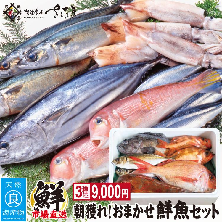 お歳暮 鮮魚ボックス 朝獲れおまかせ鮮魚セット9000円 コース (３種以上)詰め合わせ　 ウロコ・内臓・エラ処理済み