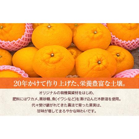 ふるさと納税 訳あり≪数量限定≫海藻木酢不知火(計7kg以上)傷み補償分200g付き　フルーツ　果物　柑橘　みかん　国産 BA59-23 宮崎県日南市