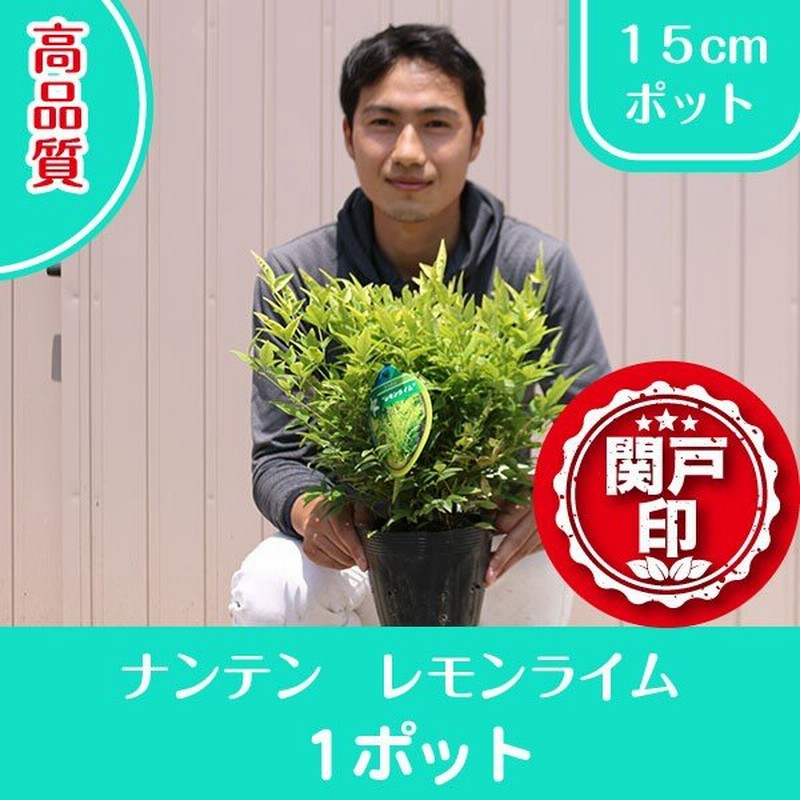 高品質 ナンテン レモンライム 15cmポット 1ポット レビューを書いて特典あり 通販 Lineポイント最大0 5 Get Lineショッピング