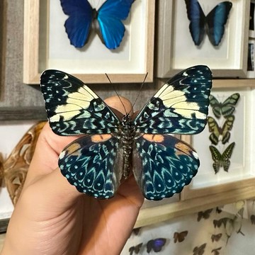 【現貨】🦋龍紋蛺蝶🦋 蝴蝶 昆蟲 模型 乾貨三角紙包裝 #非活體 #類模型 #藝術品