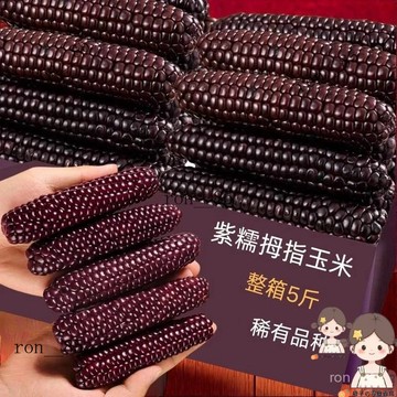 🍊🍊 精選 雲南版納特產紫糯拇指玉米真空鎖鮮拇指紫金 玉米加熱卽食 紫糯拇指玉米 粗糧紫玉米 西雙版納低脂拇指小玉米