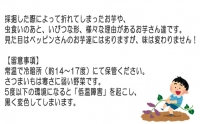 No.384 紅はるか5kg ／ お芋 甘い さつまいも 茨城県