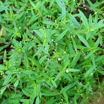 台灣現貨 白花蛇舌草種子（500粒）四季野菜 蛇脷草 百花蛇舌草籽 中藥材種籽 可盆栽 易發芽 易養活 多年生