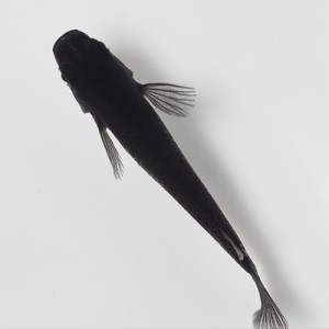 めだか) オロチメダカ （約２cm）（３匹） 【水槽/熱帯魚/観賞魚/飼育】【生体】【通販/販売】【アクアリウム/あくありうむ】 |  LINEブランドカタログ