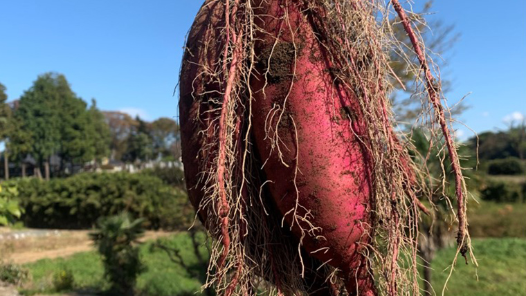 訳あり 茨城 八千代町産 さつまいも 紅はるか 土付き 無選別 生芋 約 10kg 農家直送 熟成 べにはるか イモ 芋 いも おやつ [AX034ya]