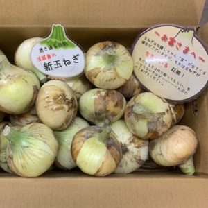 新玉ねぎ　シャーロットオニオン 6kg