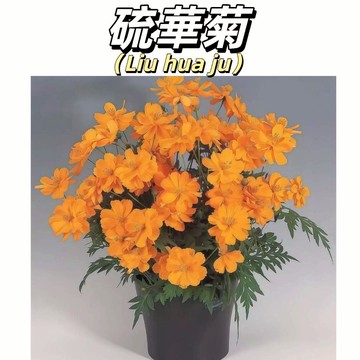 【快速出貨】硫華菊種子｜野性爆花 懶人首選｜耐旱耐熱 路邊都能活｜隨手撒就變金色花海 新手易種好養易活 #林木花卉種子