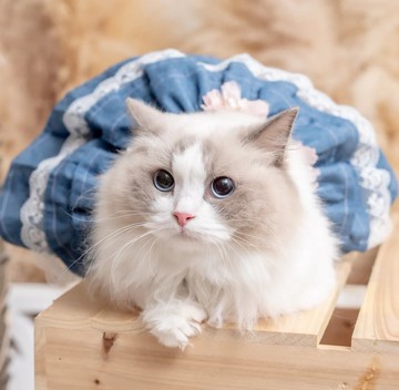 牛仔層層連衣裙