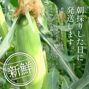 ふるさと納税 朝どり とうもろこし 5本（2kg前後）よしよし畑 農家直送 朝どれ 新鮮 兵庫県産 キャンプ BBQ アウトドア 小分.. 兵庫県加西市