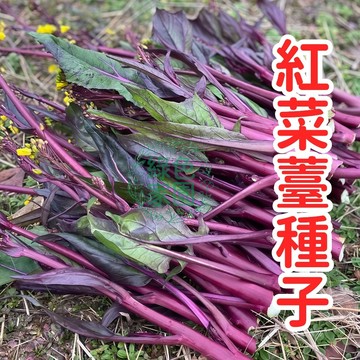 【蝦皮爆款】紅菜薹種子✨稀有紫紅薹★耐熱易種★家庭菜園首選！爆薹不斷收穫～滿滿花青素！
