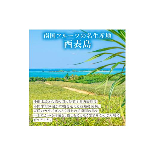 ふるさと納税 沖縄県 竹富町 2024年 先行予約 パイン＆マンゴー Mセット ☆贈答用としても人気があります！☆