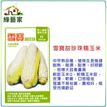 大包裝G34.雪寶甜珍珠糯玉米種子90克(約360顆)(有藥劑處理)中早熟品種耐熱 耐濕 耐寒 包穗大且產量高【綠藝家】