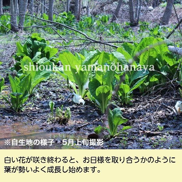 ミズバショウ 花芽付き大株素掘り苗2株 ビオトープ 水芭蕉 2024年開花見込み株 11月3日お届け開始